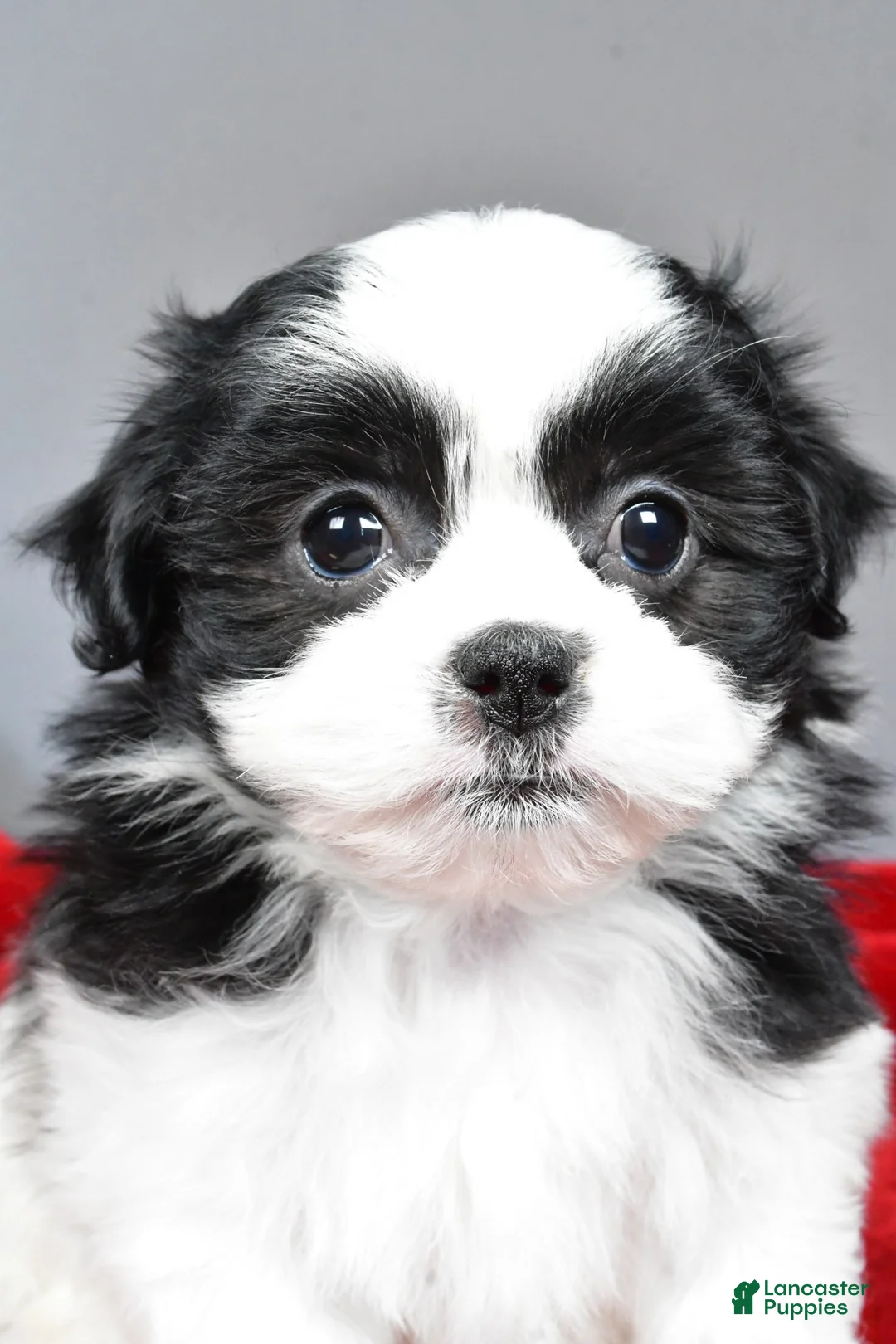 Teddy Bear dogs for sale: mikynlee - Ad 7