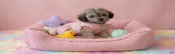 Maltipoo dogs for sale: BURBERRY  - Ad 3