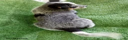 Australian Cattle Dog dogs for sale: Blue - Ad 2