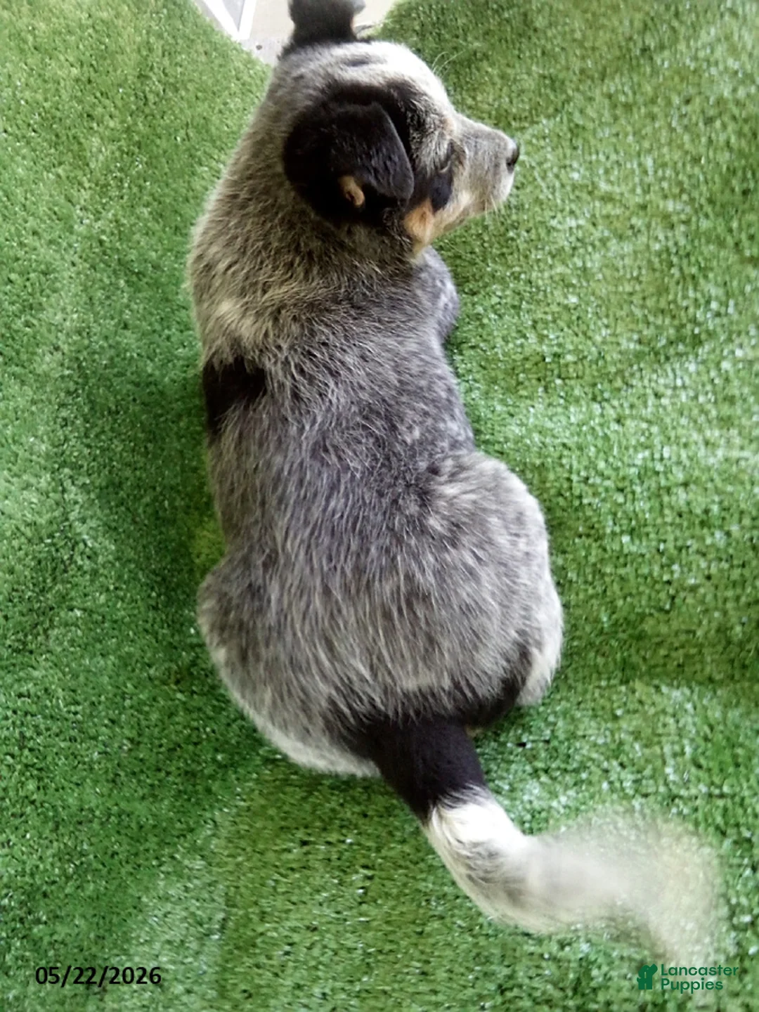Australian Cattle Dog dogs for sale: Blue - Ad 2