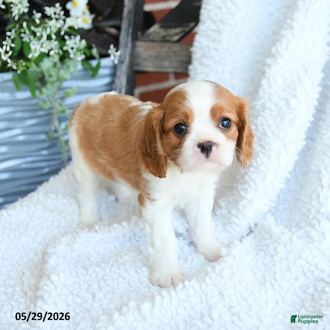 Cavalier King Charles Spaniel dogs for sale: Dan  - Ad 3