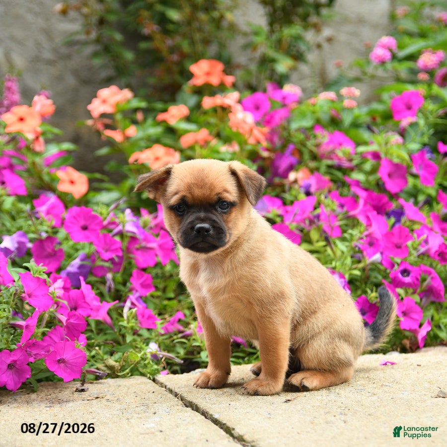 Mixed Breed dogs Truman - Ad 2