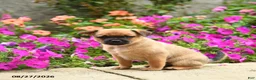 Mixed Breed dogs for sale: Truman - Ad 2