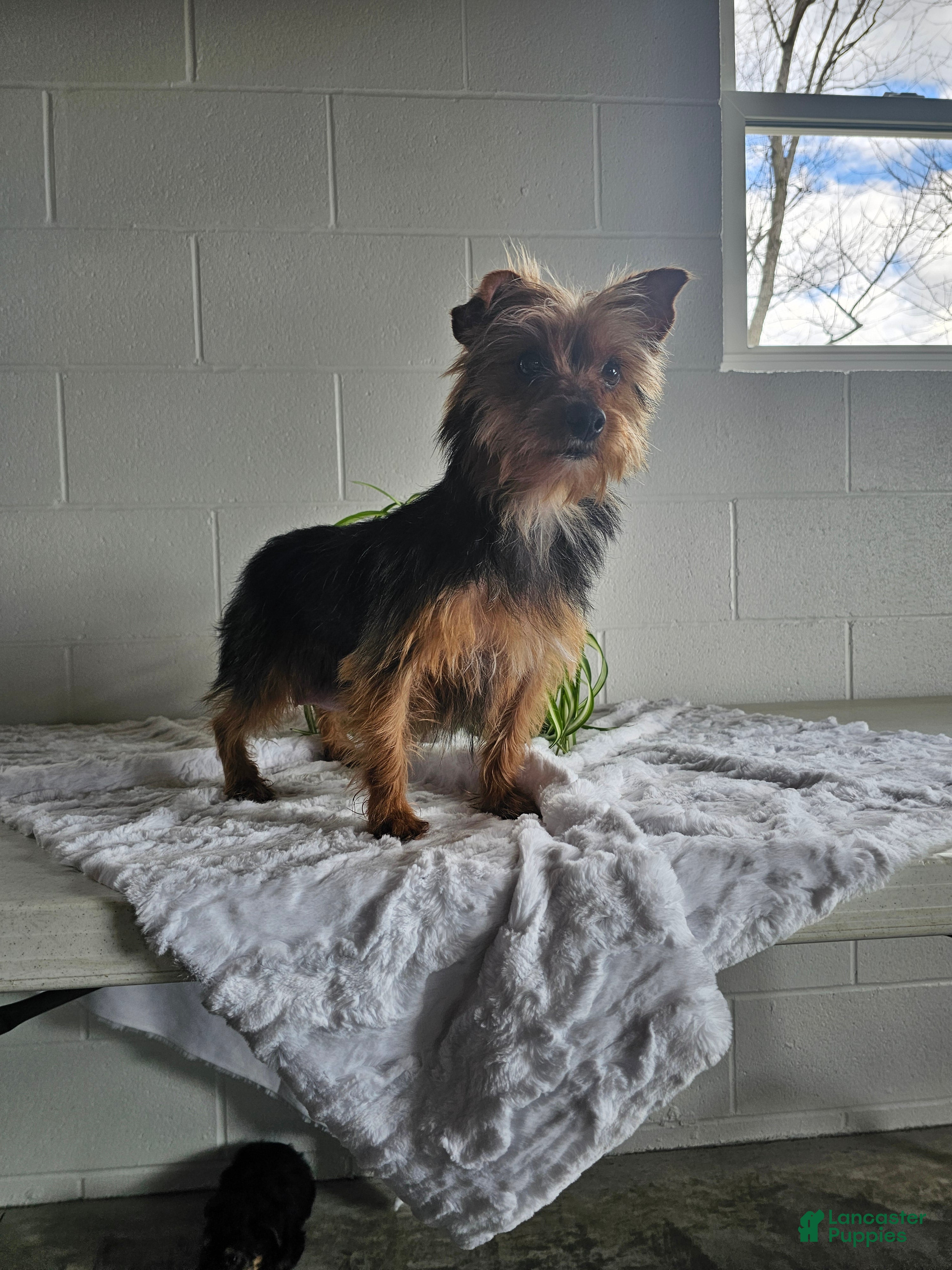Yorkshire Terrier dogs Sheila - Ad 2