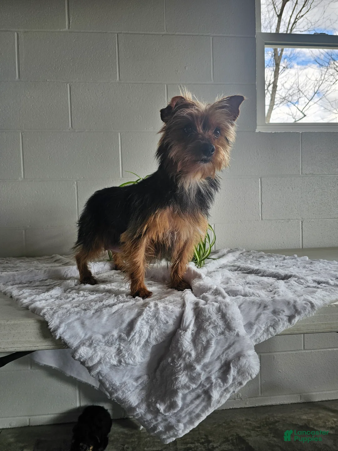 Yorkshire Terrier dogs for sale: Tyler - Ad 4