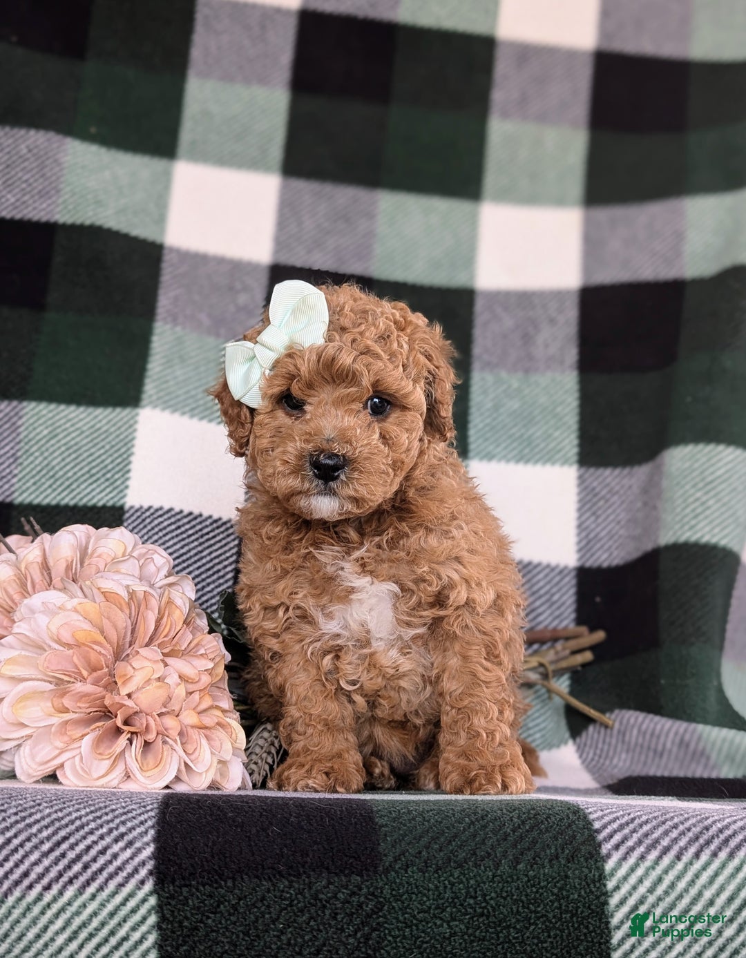 Miniature Poodle dogs for sale: Priscilla 9 lbs Full Grown - Ad 3