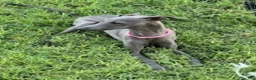 Italian Greyhound dogs for sale: Austin - Ad 7