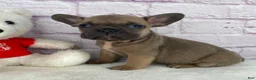 French Bulldog dogs for sale: Sady - Ad 2