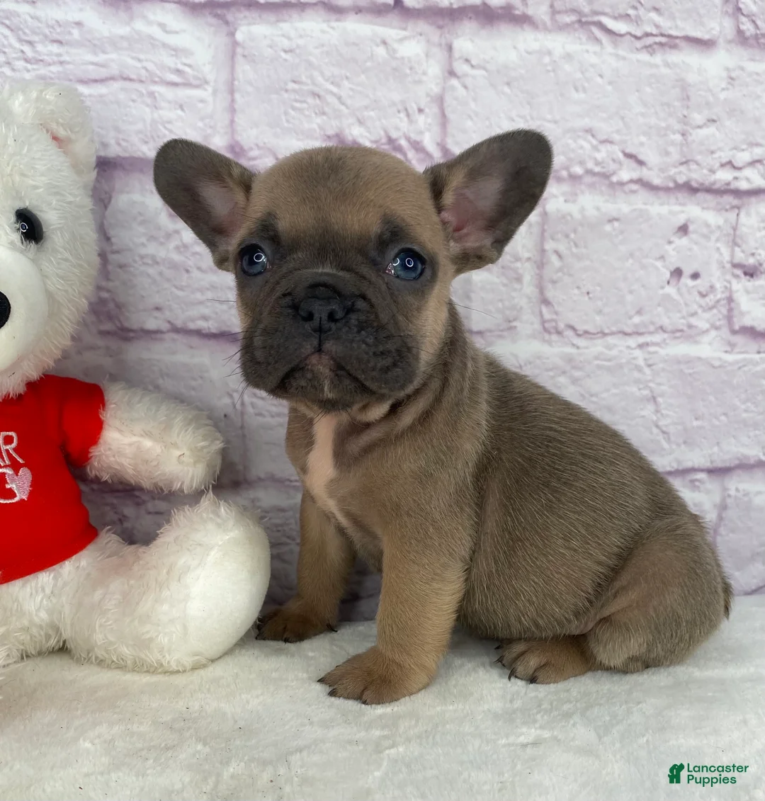 French Bulldog dogs for sale: Sady - Ad 2