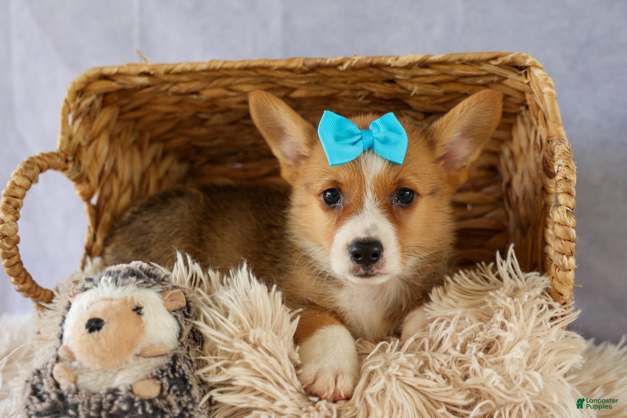 Welsh Corgi Pembroke dogs Yack 🐶  - Ad 1