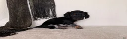 Miniature Dachshund dogs for sale: Matson - Ad 7