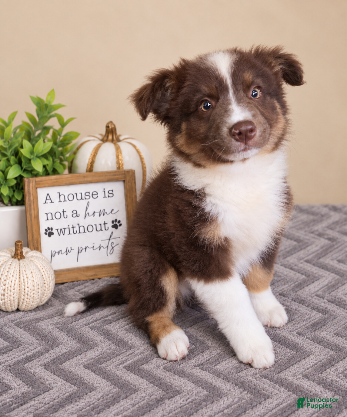 Australian Shepherd dogs for sale: Oakley - Ad 4