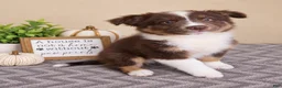 Australian Shepherd dogs for sale: Oakley - Ad 1