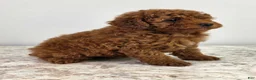 Miniature Poodle dogs for sale: Emma - Ad 2