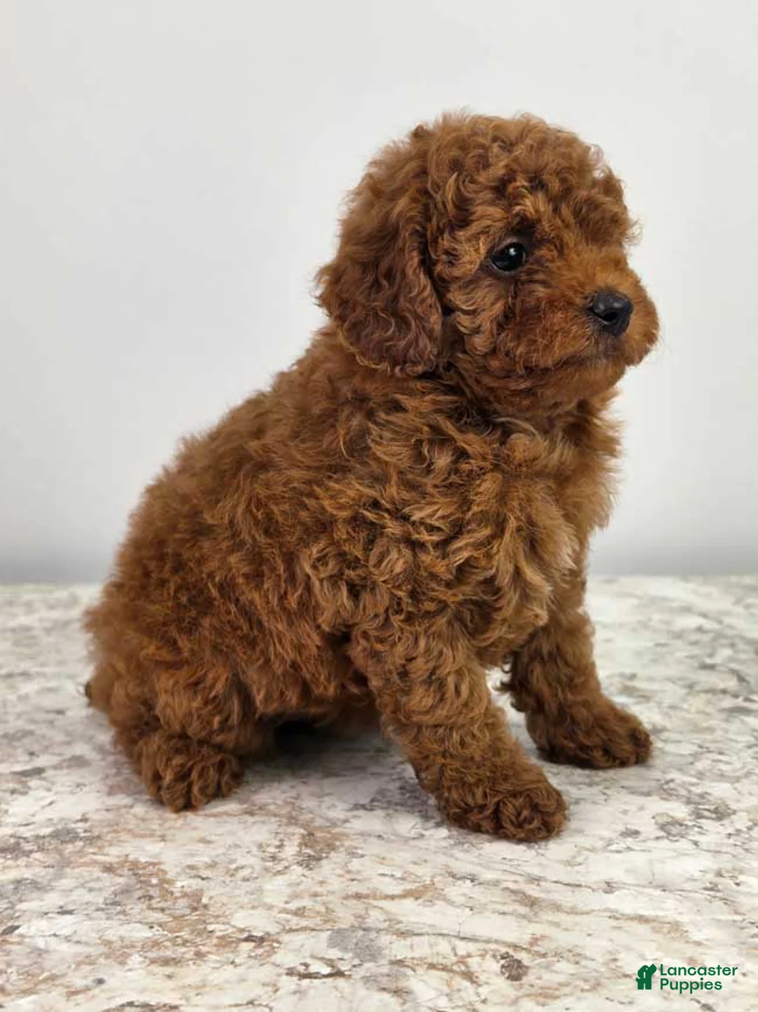 Miniature Poodle dogs for sale: Emma - Ad 2