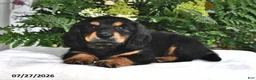 Miniature Dachshund dogs for sale: Ranger - Ad 4