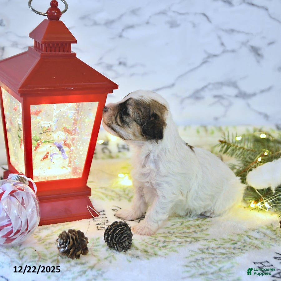 Havapoo dogs Enzo - Ad 22