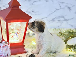 Havapoo dogs Enzo - Ad 35