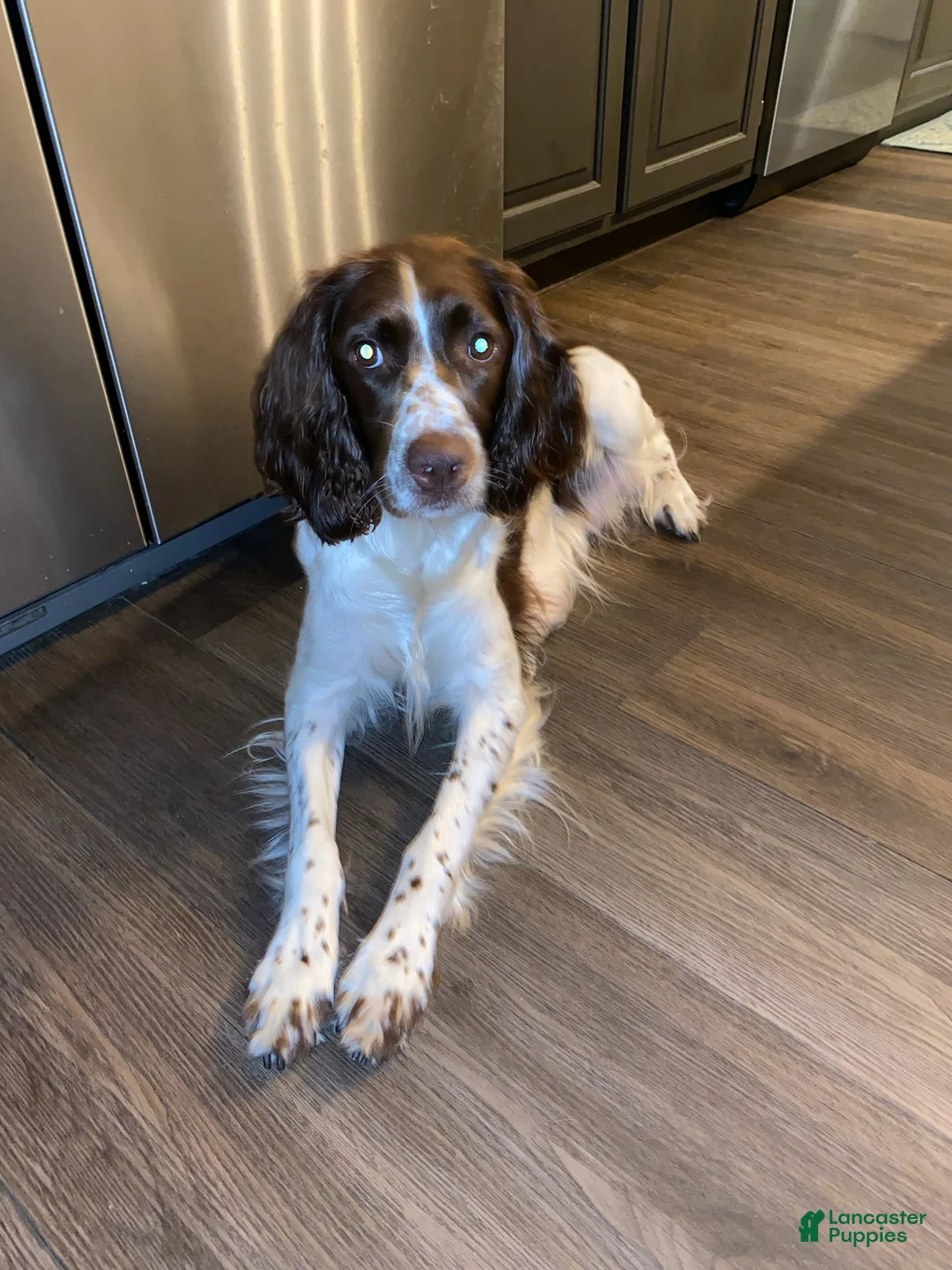 Gallery Image {{count}}