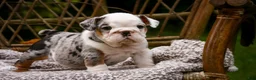 English Bulldog dogs for sale: Tina English Bulldog  - Ad 8