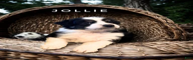 Jollie 