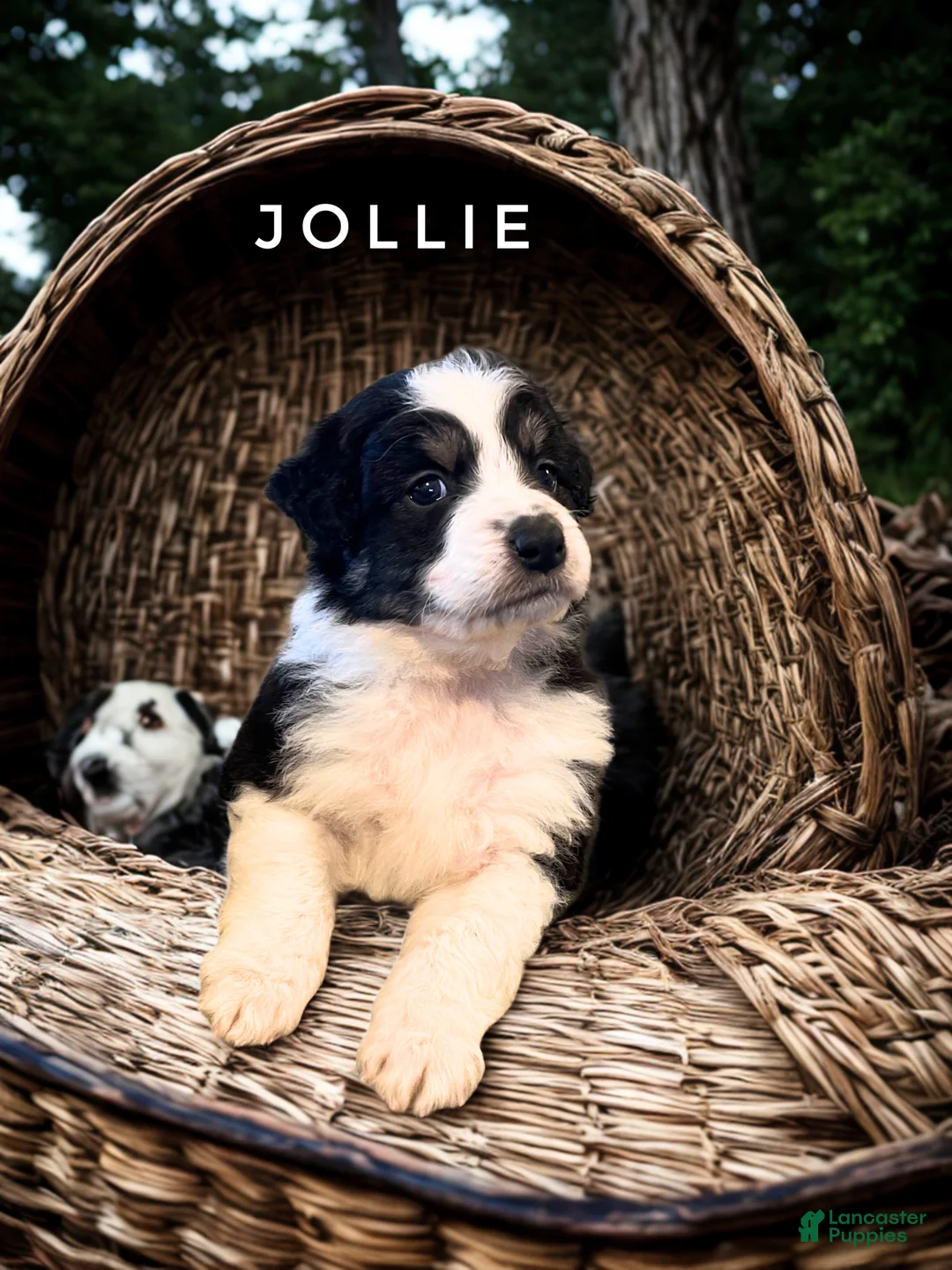 Australian Shepherd dogs for sale: Jollie  - Ad 1