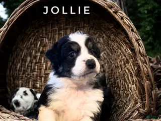 Australian Shepherd dogs Jollie - Ad 4