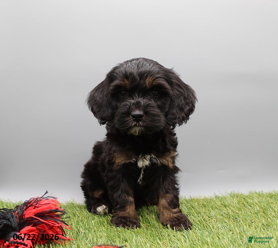 Cockapoo dogs Toby - Ad 1