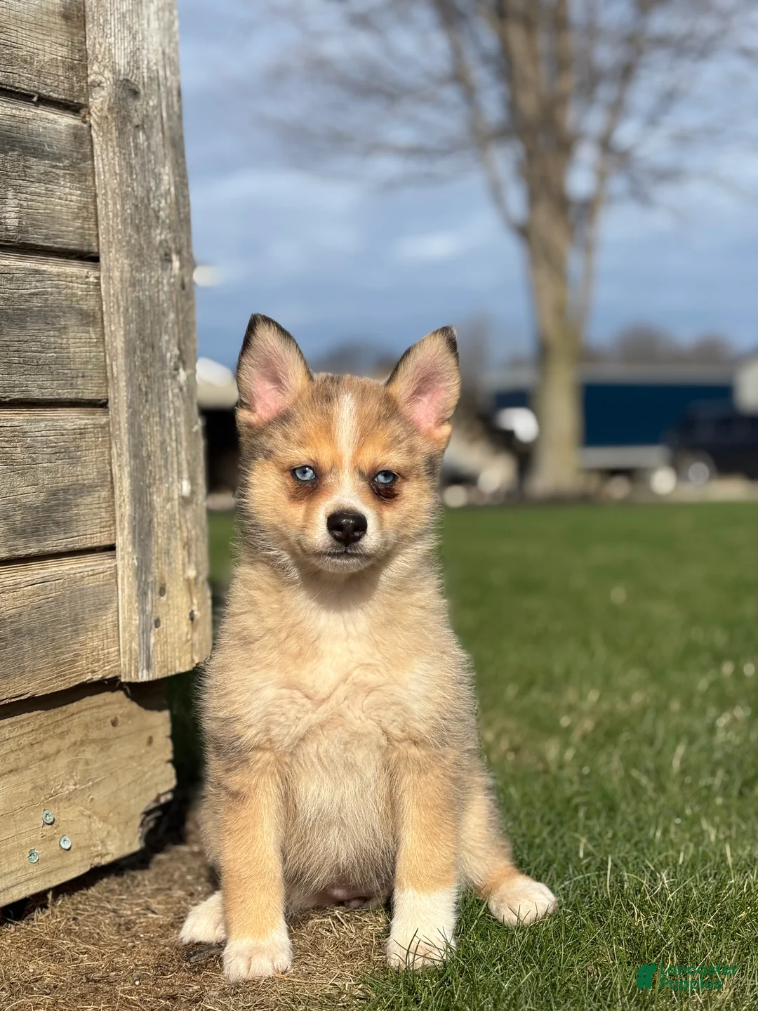 Pomsky dogs for sale: Delilah - Ad 3