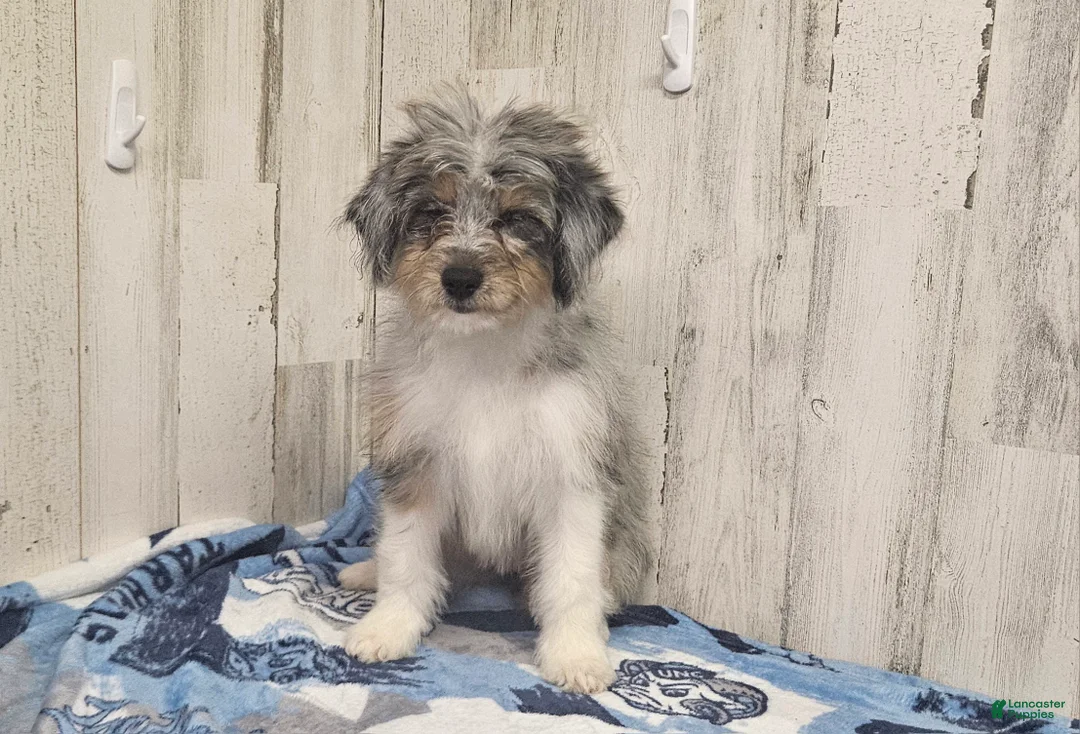Mini Aussiedoodle dogs for sale: F1 Blueberry - Ad 1