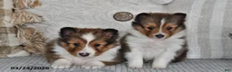 Shetland Sheepdog dogs for sale: Patty - Ad 2