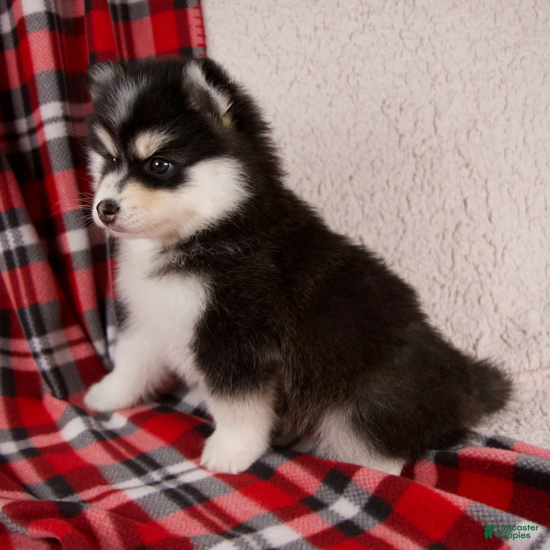 Pomsky dogs for sale: Jewels - Ad 4