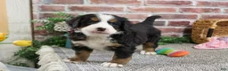 Bernese Mountain Dog dogs for sale: Cinderella - Ad 5