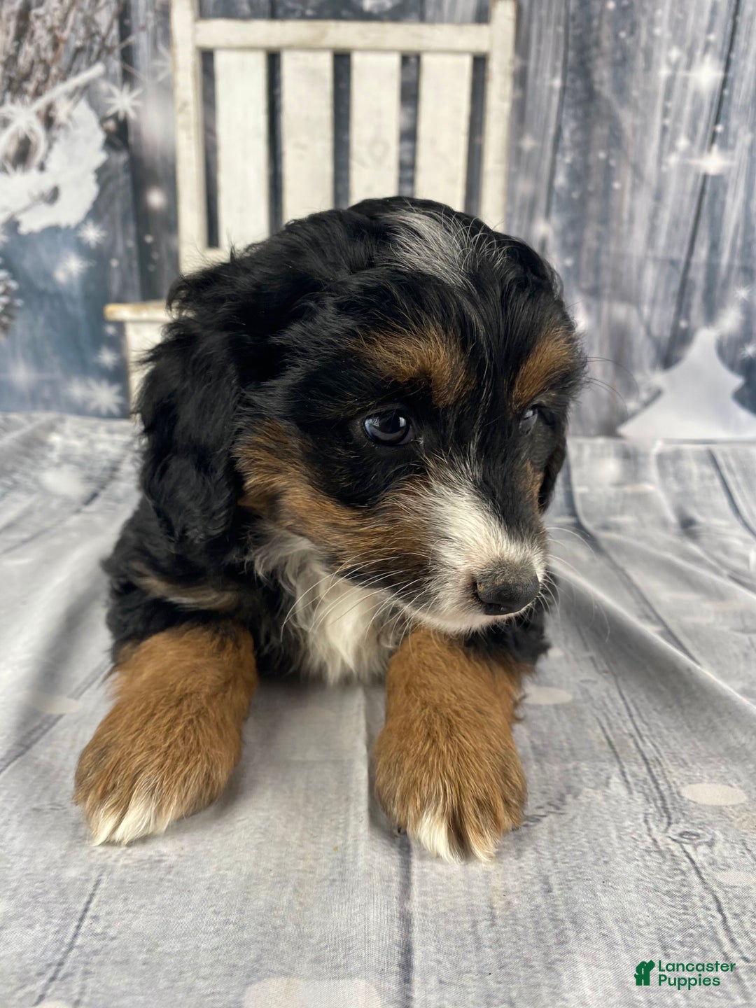 Aussiedoodle dogs for sale: Oreo - Ad 9