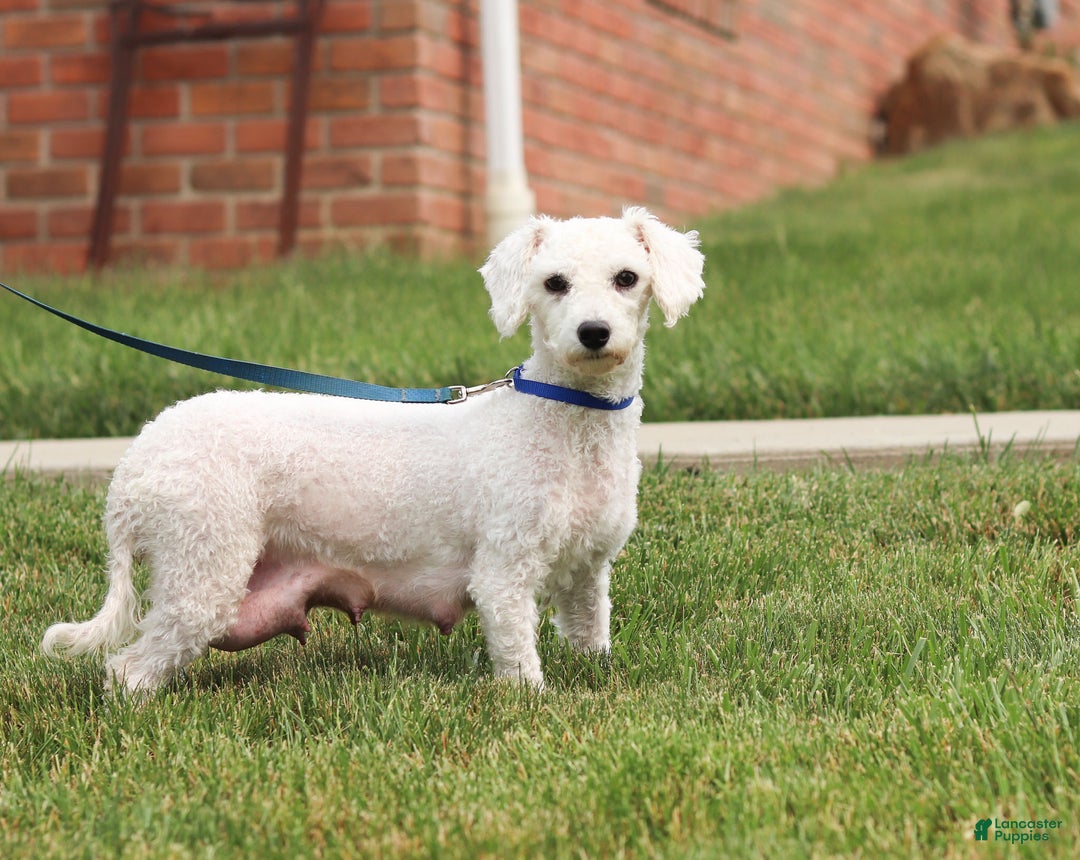 Bichpoo dogs for sale: Lucky - Ad 6