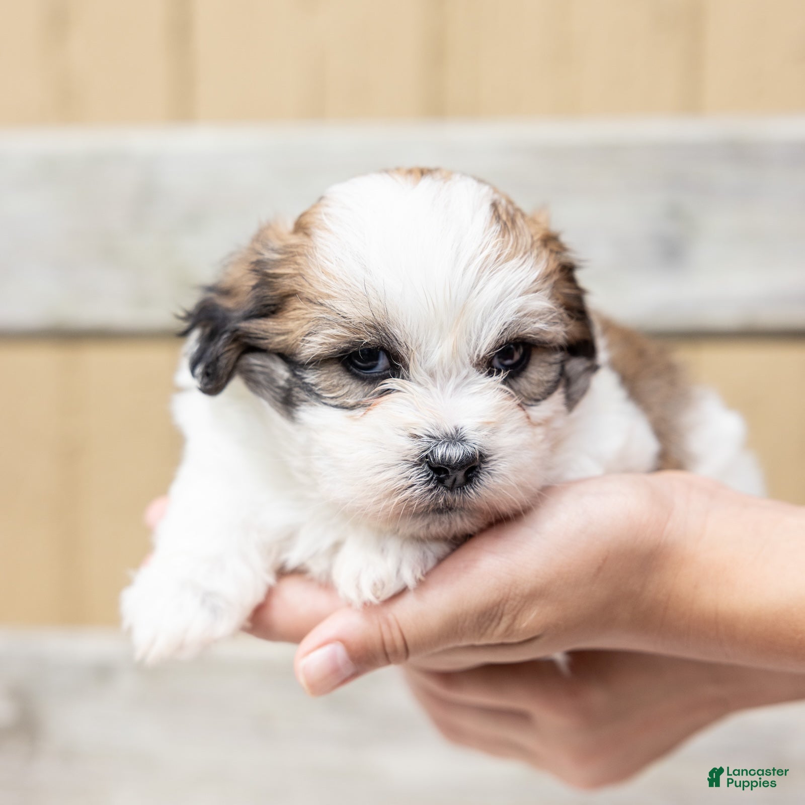 Teddy Bear dogs Pine - Ad 1