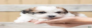 Pine
