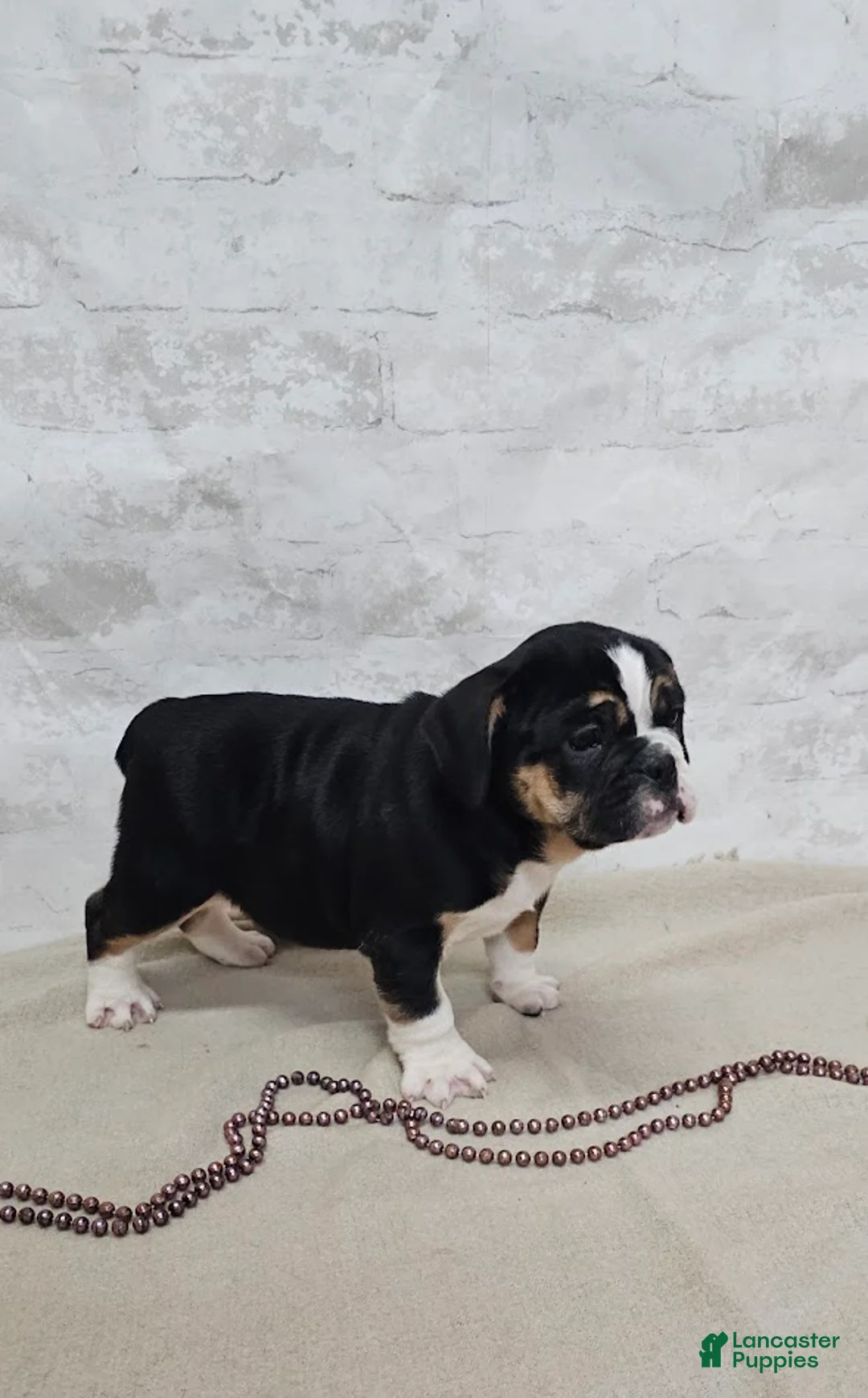 Mixed Breed dogs for sale: Pie Face Bulldog Blend - Ad 6