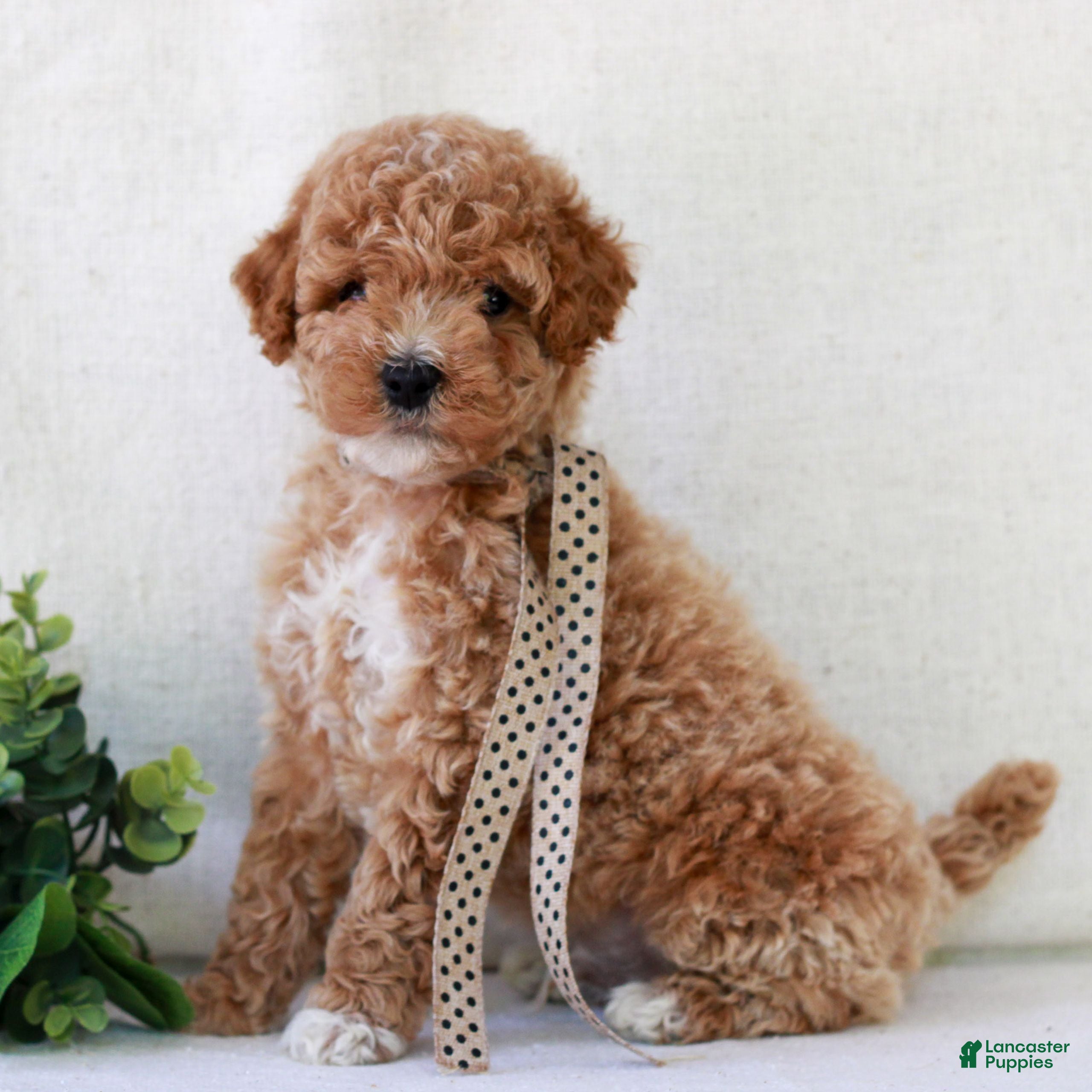 Mini Goldendoodle dogs for sale: Kipper  - Ad 3