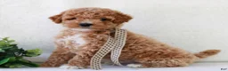 Mini Goldendoodle dogs for sale: Kipper  - Ad 1