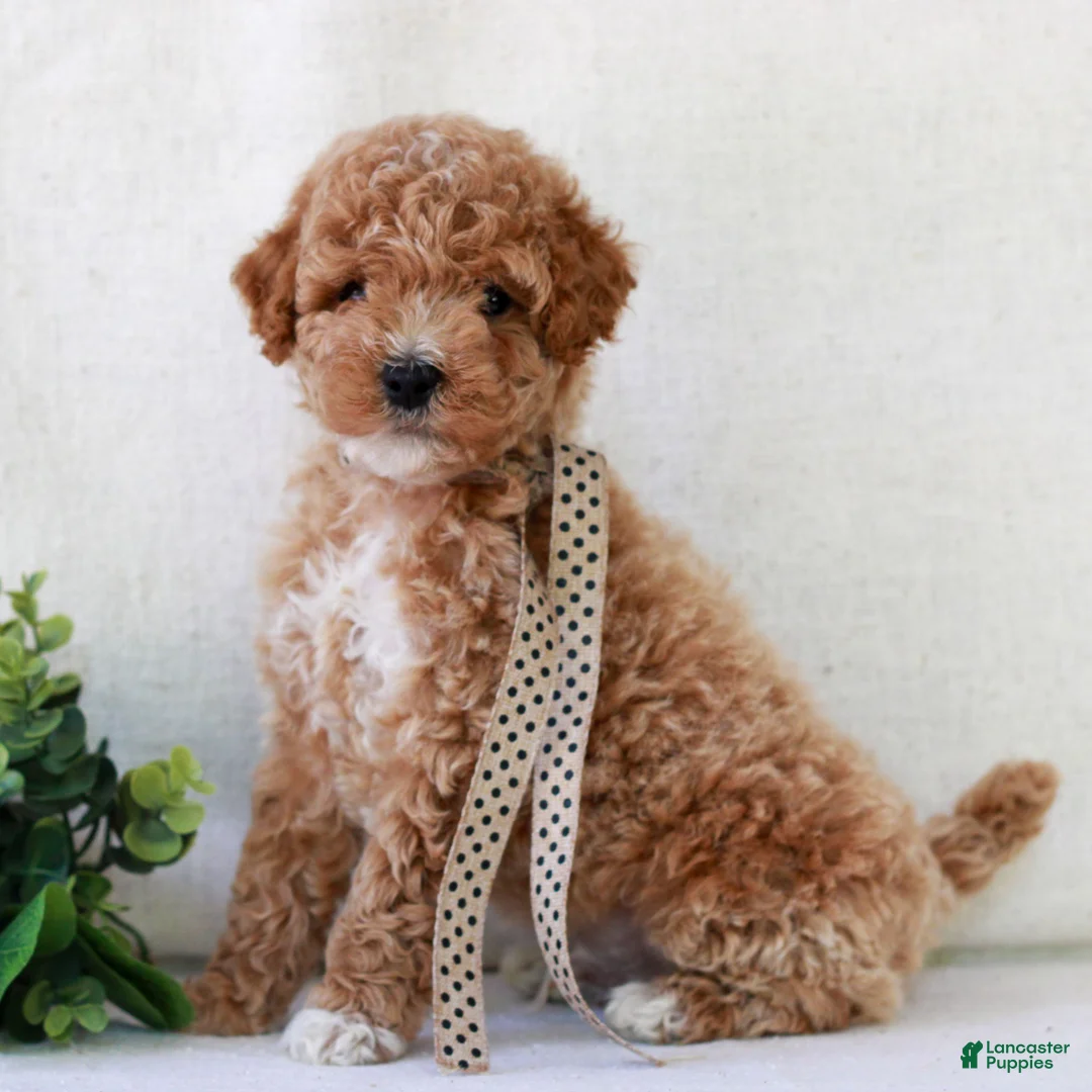 Mini Goldendoodle dogs for sale: Kipper  - Ad 1