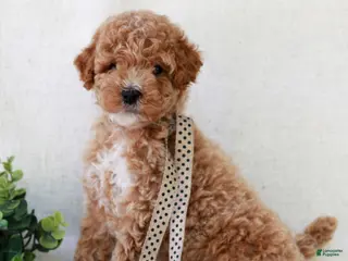 Mini Goldendoodle dogs for sale: Kipper - Ad 3