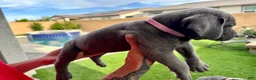 Mixed Breed dogs for sale: Mixed Breed Puppy 6 (light pink)  - Ad 2