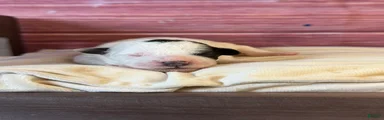 Boston