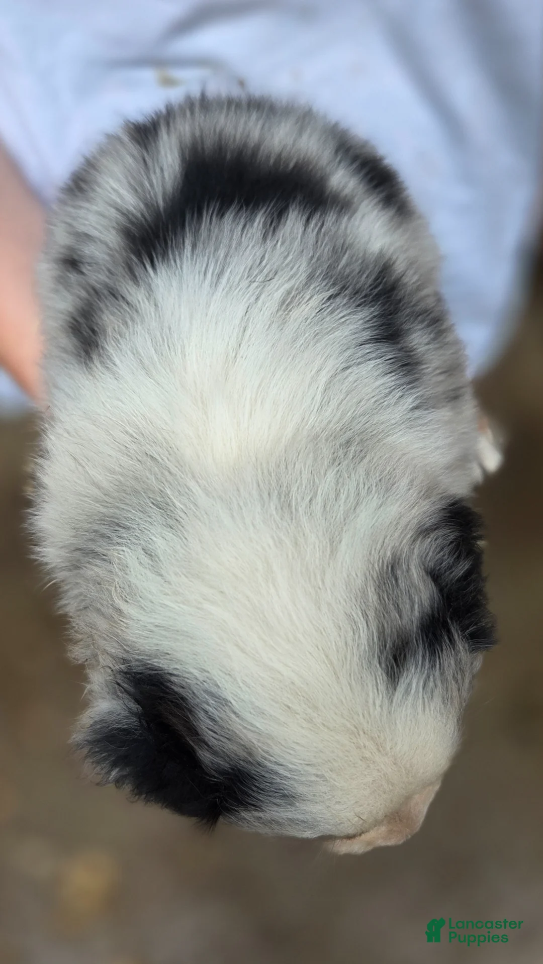 Australian Shepherd dogs for sale: Australian Shepherd Puppy 4 - Ad 2