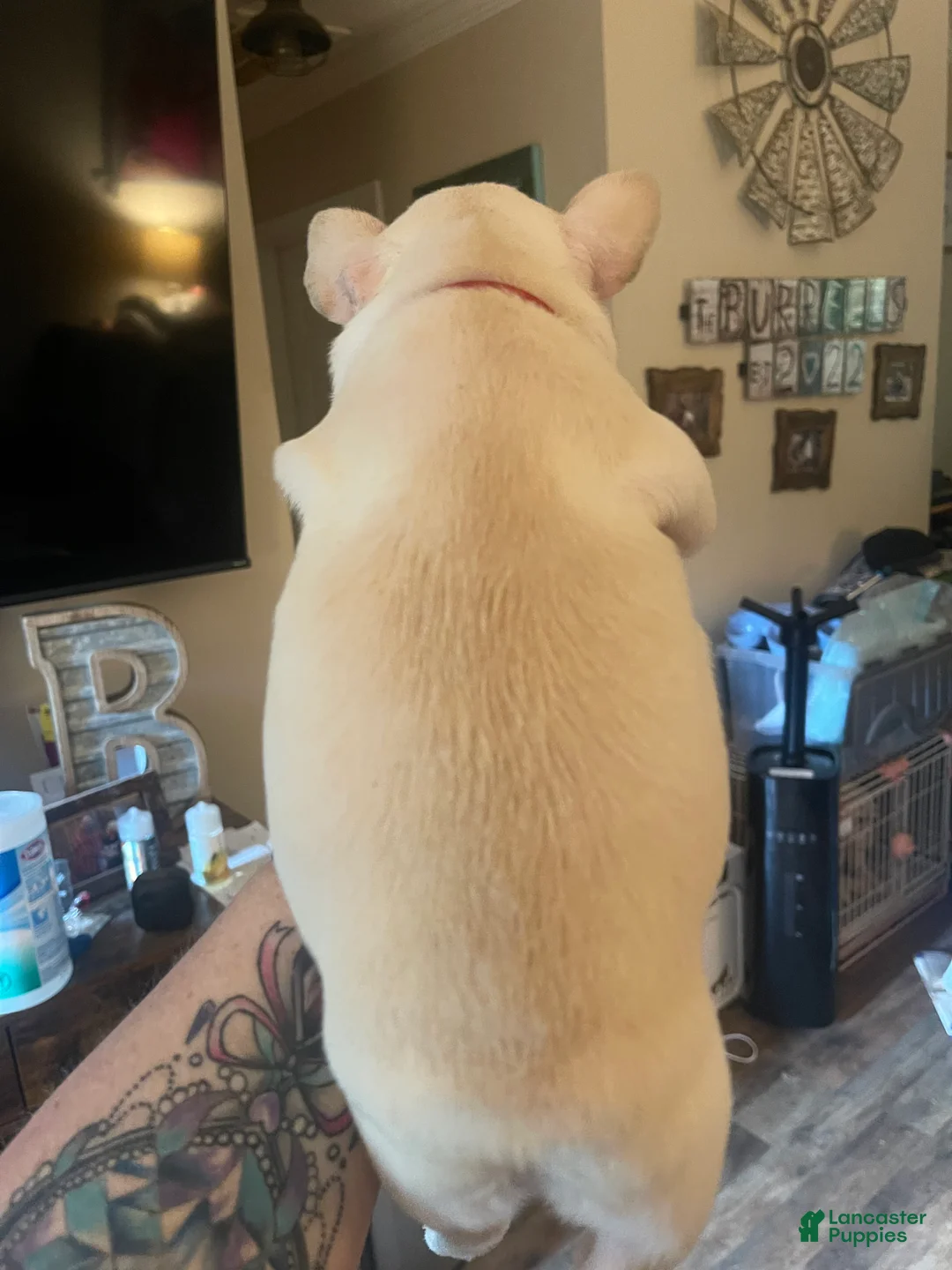 French Bulldog dogs for sale: French Bulldog Puppy 5 - Ad 2