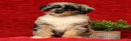 Sheepadoodle dogs for sale: Molly - Ad 3