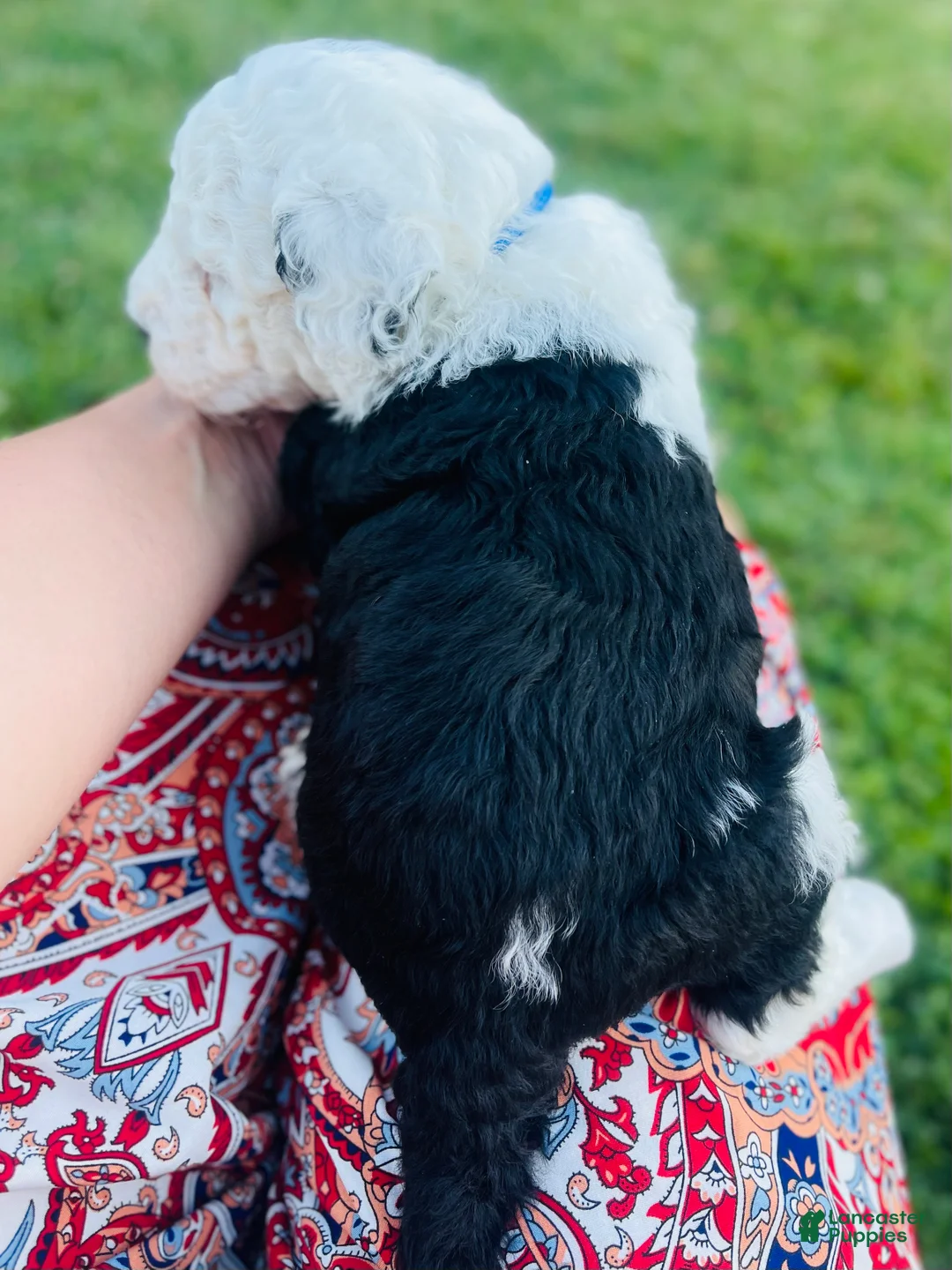 Sheepadoodle dogs for sale: Shadow  - Ad 2