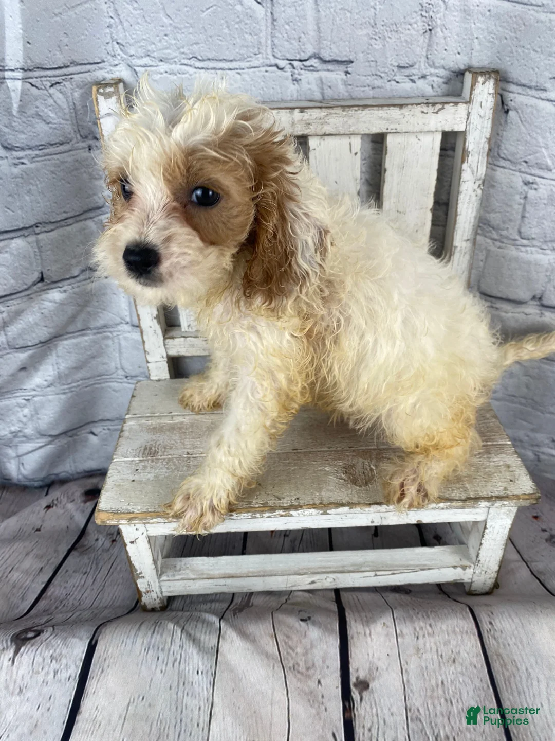 Cockapoo dogs for sale: Juno - Ad 2