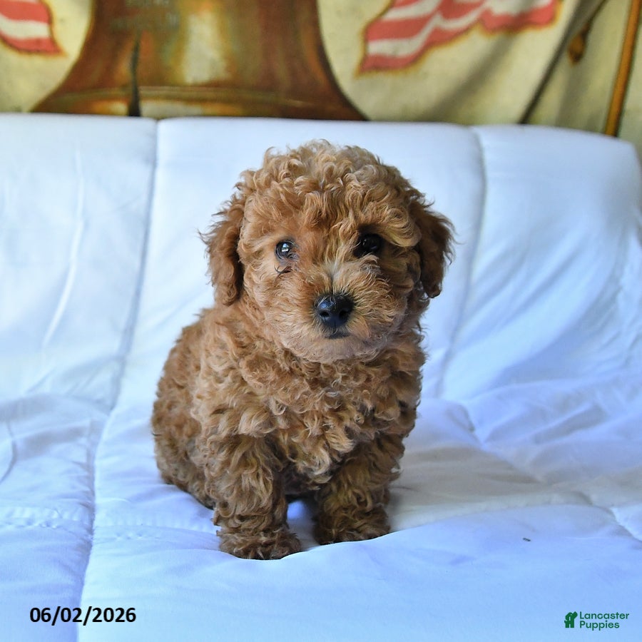 Toy Poodle dogs for sale: Marshall - Ad 4